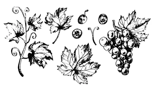 ブドウの葉と果実のセット — ストックベクタ