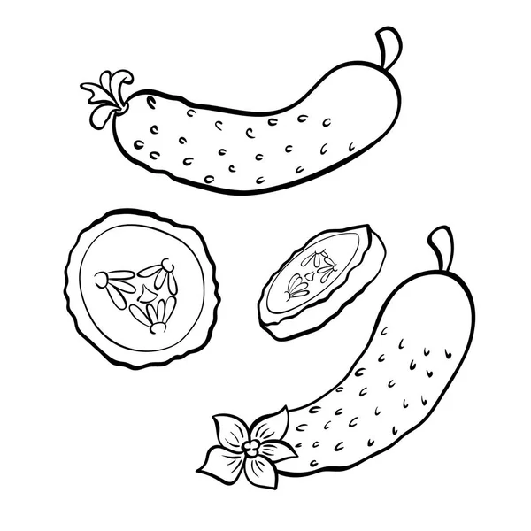 Vetor Mão Desenhada Ilustração Pepino Esboço Ícone Doodle Esboço Comida — Vetor de Stock