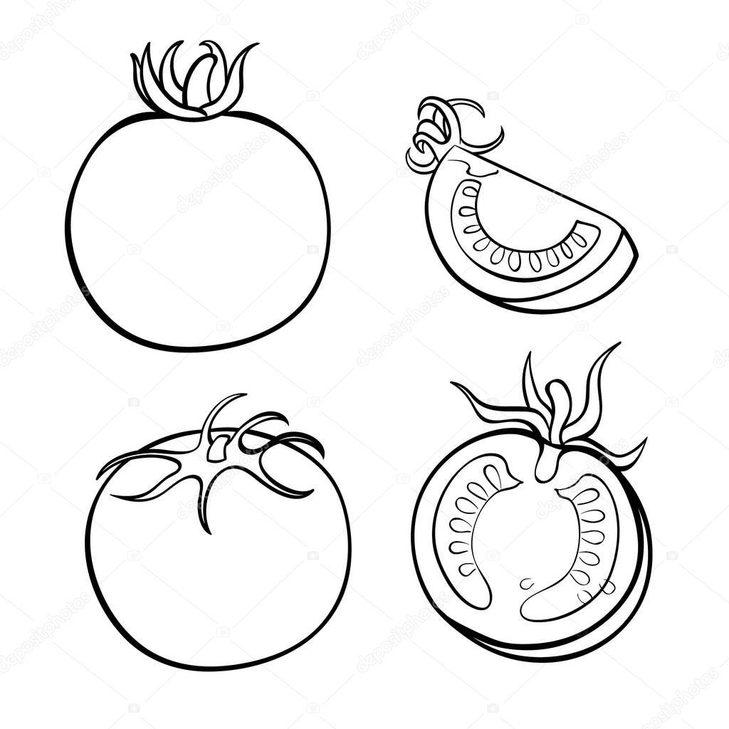 Vector hand drawn illustration of tomato. Outline doodle icon. Food sketch for print, web, mobile and infographics. Isolated on white background element. Set