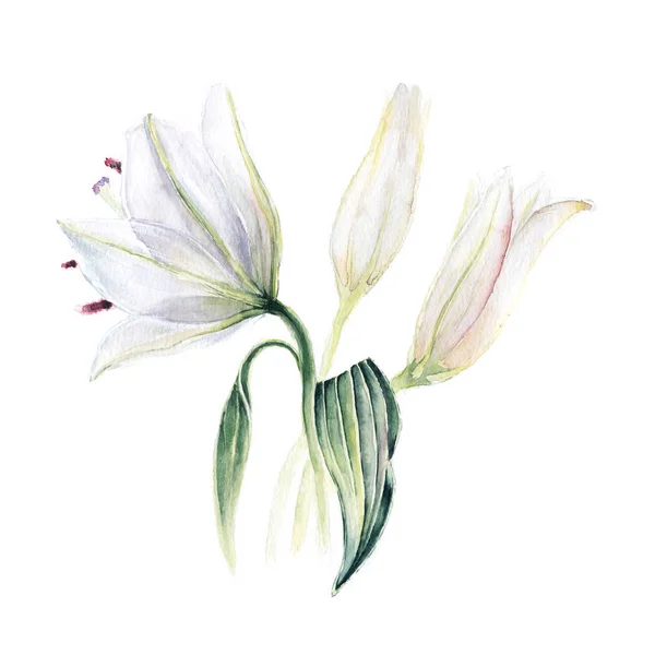 Bílé Jemné Lilie Listím Květy Ručně Vykreslené Akvarel Ilustrace Izolované — Stock fotografie