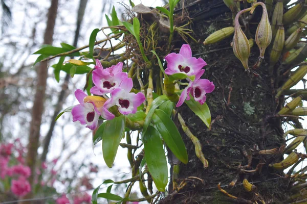 Orchidee Auf Dem Baum lizenzfreie Stockbilder