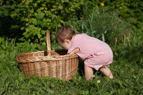 O bebé está a olhar para a cesta. . — Fotografia de Stock