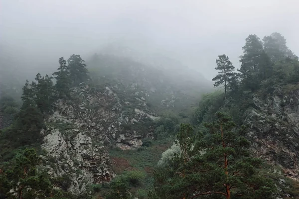 Forest mountain with the conifer trees in fog and cloud. Beautiful landscape with fir forest in dense fog. Closeup forest