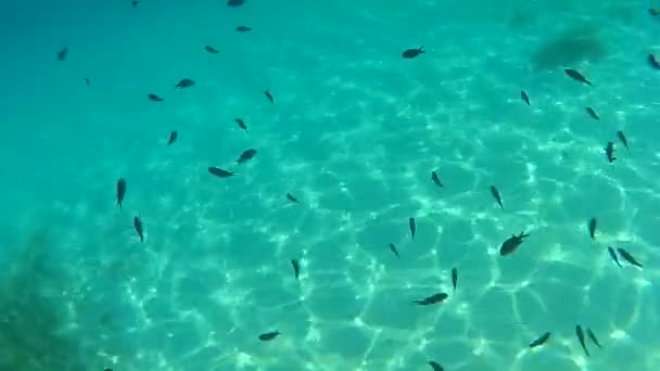 Onderwater Meditaties Stromen Bereiken Door Kijken Naar Beweging Van Golven — Stockvideo