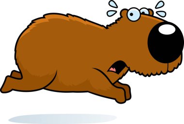 Kaçmak bir Capibara çizgi film gösterimi.