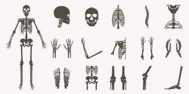 Beyaz arka plan üzerinde kemik x-ray görüntü insan dururken, anatomi iskelet düz tasarım vektör çizim küme insan kemikleri ortopedik ve iskelet siluet koleksiyon.