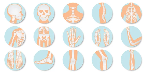 整形外科とスケルトンのアイコンが白い背景に 人間の関節 解剖スケルトン フラット デザイン ベクトル図の骨 線像の設定 — ストックベクタ