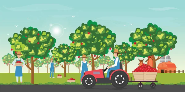 Jardinero Recogiendo Manzanas Una Granja Otoño Con Tractor Durante Cosecha — Vector de stock