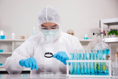 PPE Suit 'te erkek bilim adamı. Laboratuvarda çalışırken aynı zamanda büyüteç kullanarak örnek kalıbı kontrol ediyor. Mavi Ton. SARS-CoV-2, Covid-19 Teması.