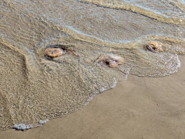 Güneşli bir günde kumlu sahilde sığ sularda yüzen üç denizanası yaklaştı..