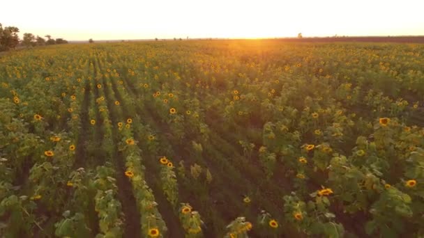 Luftaufnahme Einer Schwankenden Sonnenblumenlandschaft Bei Einem Wunderschönen Sonnenuntergang Sommer Aus — Stockvideo