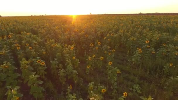 Повітряний Знімок Хвилястого Соняшникового Лугу Золотому Заході Сонця Влітку Чудовий — стокове відео