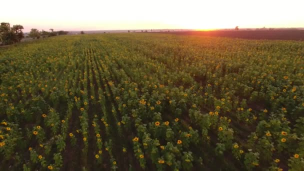 夏に美しい夕日を放射光の下で揺れる美しい花とひまわり畑の夏の素晴らしい鳥の目のビューで黄金の夕日で黄色い花を持つヒマワリの草原の空中ショット — ストック動画