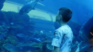 Küçük boy balık Dubai A çarpıcı view on yaşındaki bir çocuğun ayakta ve köpekbalıkları ve büyük ışınları taşlı alt ile egzotik bir deniz akvaryum yüzme seyir ile büyük bir akvaryum cam duvara bakarak.  