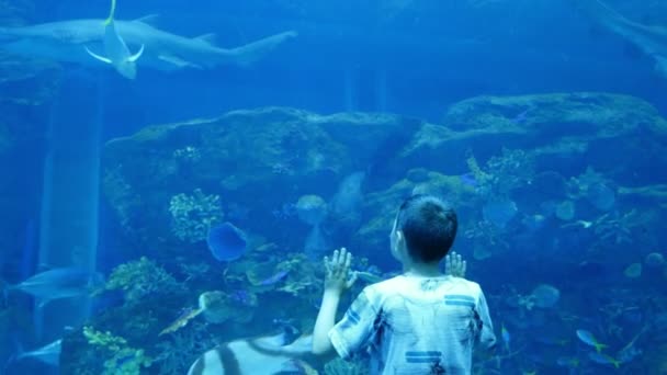 Niño Curioso Tocando Pared Cristal Enorme Acuario Con Peces Dubai — Vídeos de Stock