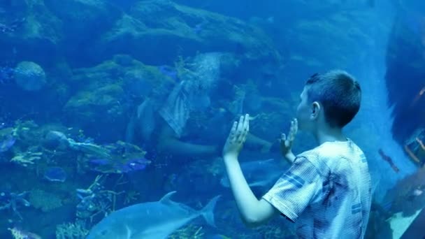 Small Boy Touching Glass Wall Beautiful Aquarium Fish Dubai small boy touching the glass wall of a beautiful aquarium with fish in dubai a striking view of a ten year old boy touching and looking at swimming fish in an exotic aquarium with wildlife black and
