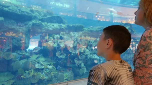 두바이 소년에 수족관과 어머니 물고기 프로필 소년와 수족관 이국적인 물고기의 — 비디오