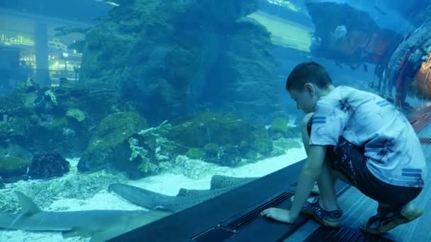 Niño Pequeño Sentado Acuario Gigante Con Peces Exóticos Dubái Verano — Vídeos de Stock