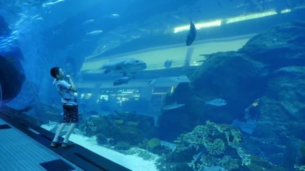 Niño Pequeño Corriendo Largo Enorme Acuario Con Peces Grandes Dubai — Vídeos de Stock