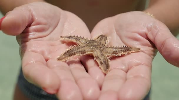 Cinco Peixes Estrelas Braço Deitados Palmas Femininas Mexendo Uma Praia — Vídeo de Stock