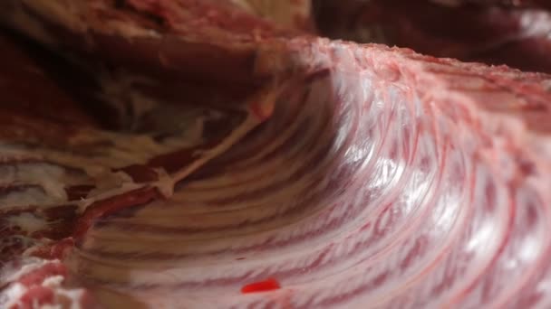 대규모 명소와 도살에 갈비뼈의 반쪽으로 돼지의 인상적인 촬영에서 등뼈와 갈비뼈의 — 비디오