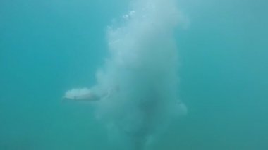 Genç adam crystaline deniz sularında yavaş ayak ilk onu ağır çekimde çevreleyen havadar kabarcıkları ile mavi deniz sularında hareketli bir genç adamın muhteşem atış çok kabarcıklar ile aşağı taşır. O zaman o kadar yavaş yavaş yüzüyor.