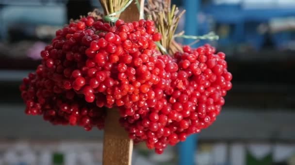 Bündel Frischer Roter Viburnum Die Herbst Auf Einem Markt Freien — Stockvideo
