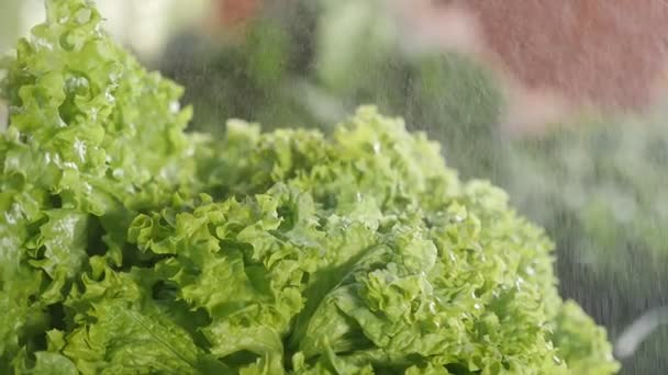 Grüne Salatblätter Unter Nieselnden Tropfen Draußen Auf Einem Markt Herbst — Stockvideo