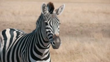 Komik çizgili zebra Askania-Nova bozkır yüksek çim etkin bir Afrika zebra Taurida bozkırlarında güneşli bir yaz aylarında Ukrayna Ulusal biyo yedekte kapsayan ileri hareketli neşeli görünümünü tam olarak ileriye