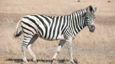 Büyük Afrika zebra sınırsız Askania-Nova bozkır yaz pastoral profil görünümünde bir yetişkin çizgili zebra horizonless Taurida bozkırlarında Askania-Nova biyo-rezerv güneşli yaz aylarında yürüyüş, gidiş. Gökyüzü güzel görünüyor