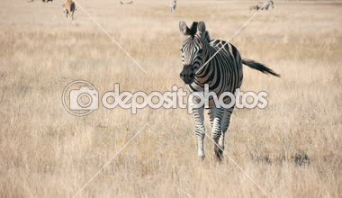 Çizgili zebra neşeyle Askania-Nova bozkırlarında yaz güzel görünümünde bir kameraman büyük biyosferik koruma için çalışan güzel çizgili zebranın bakarak çalışan Askania-Nova Ukrayna denilen güneşli bir günde