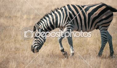 Komik çizgili zebra yaz neşeli profil görünümü sınırsız Taurida bozkırlarında Askania-Nova biyo-rezerv yaz aylarında güneşli bir hasır yiyecek arayan büyük çizgili zebranın Askania-Nova alanında sarı çim otlatma
