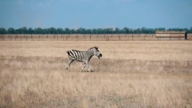 Küçük zebra Taurida bozkır Askania-Nova biyo-rezerv yaz horizonless Taurida bozkır Askania-Nova biyo rezerv yaz aylarında güneşli bir paslı çim ile birlikte gidecek genç çizgili zebranın komik görünümünü boyunca yürüyüş