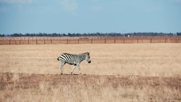 進んできてタヴリダ 草原のさびた草夏大人アフリカ ゼブラ食べ物を求めて アスカニア ノヴァ無限タヴリダ ステップに沿って起こっている夏の晴れた日のプロファイルに陽気なストライプのシマウマ それはおかしい — ストック動画