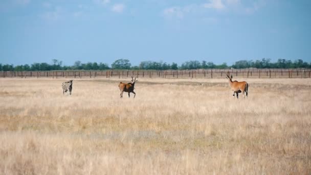 Troupeau de grandes antilopes à la recherche de nourriture dans la steppe de conservation Askania-Nova Magnifique vue sur les grandes antilopes brunes pâturant et regardant autour dans le sanctuaire de la steppe de Taurida avec un paysage magnifique par une journée ensoleillée en été  
