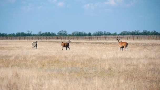 Manada Grandes Antílopes Que Buscan Comida Estepa Conservación Askania Nova — Vídeo de stock