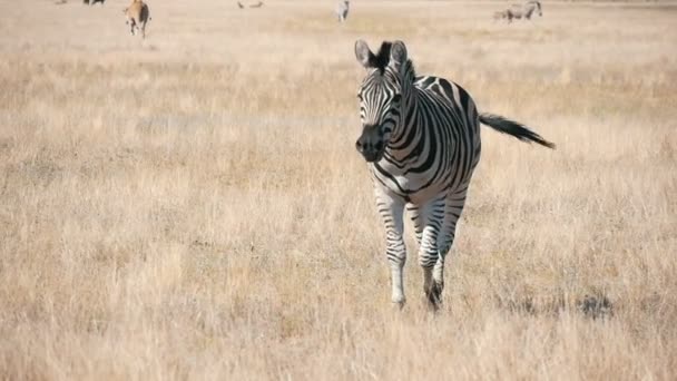 Running Striped Zebra Looking Cheerfully Askania Nova Steppes Summer Beautiful — 图库视频影像