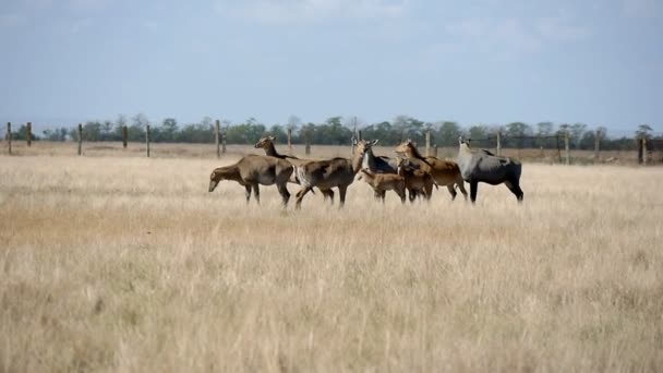 Troupeau de grandes nilgauantilopes pâturant dans la steppe de la réserve biologique d'Askania-Nova Vue magnifique sur les antilopes brunes et noires à la recherche de nourriture et debout dans le sanctuaire de la steppe de Taurida avec un paysage impressionnant par une journée ensoleillée en été  
