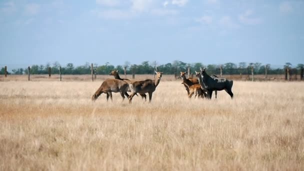 在阿斯卡尼亚 诺瓦保护草原上放牧的一群乌西夏尼尔高眼在一个阳光明媚的日子里 在陶里达草原保护区里吃着草 站在那里 风景灿烂 — 图库视频影像