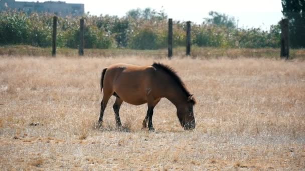 Άλογο Przewalski Βόσκοντας Γρασίδι Κίτρινο Στην Ασκάνια Νόβα Στέπες Στην — Αρχείο Βίντεο