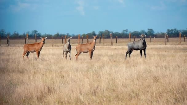 放牧草アスカニア ノヴァ保全草原放牧茶色と黒のアンテロープの印象的な天空聖域にタヴリダ 草原に立っている顕著なプロファイルで夏の晴れた日に大きな Nilgauantelopes の群れ — ストック動画