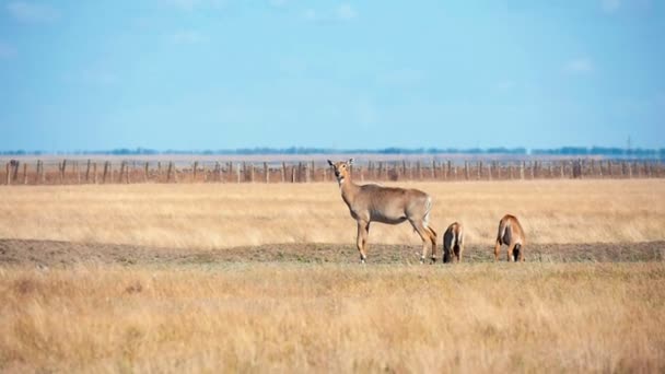 在阿斯卡尼亚 诺瓦无边无际的草原上 三片棕色的在广阔的草原上放松下来 看到棕色羚羊躺着 在陶里达草原保护区里环顾四周 在一个阳光明媚的日子里 有灿烂的天空景观 — 图库视频影像