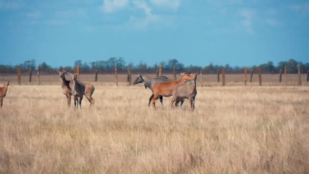Troupeau de nilgauantilopes brunes pâturant l'herbe dans la steppe sans horizon Askania-Nova Profil exotique d'antilopes brunes et noires mangeant de la paille et longeant la conservation de la steppe Taurida avec un paysage pittoresque en été  