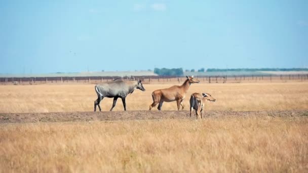 干し草を放牧 夏の晴れた日に草のさびたタヴリダ 草原保全の周りを見て茶色のエキゾチックなカモシカのアスカニア ノヴァの林業草原立派なロング ショットで黄色い草を食べて Nilgauantelopes の群れ — ストック動画