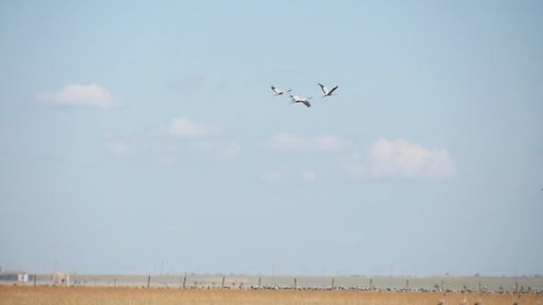 つの白い白鳥夏のアスカニア Nova ウクライナでは バイオ リザーブでさびた草タヴリダ 草原上を動かす つの高騰白い白鳥の夏の美しいビューのアスカニア ノヴァ タヴリダ 草原上を飛んでいます — ストック動画