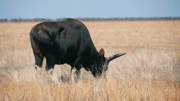 大型黑水牛在阿斯卡尼亚 诺瓦草原上放牧的红宝石草 在阿斯卡尼亚 诺瓦生物保护区无边无际的草原上寻找秸秆食物 夏季美丽的风景 — 图库视频影像