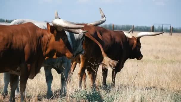 Several Asian Cows Bulls Moving Wide Field Askania Nova Summer — Stock Video