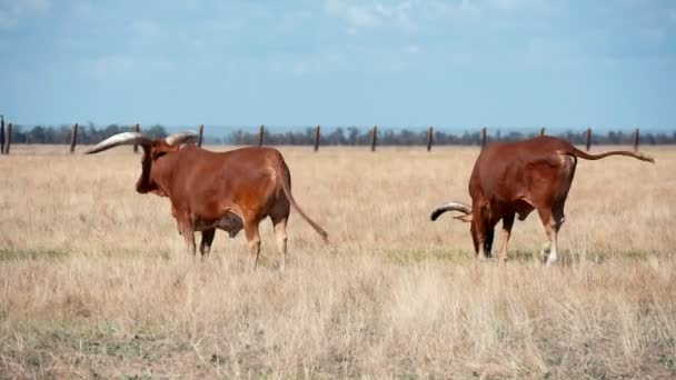 Twee Bruine Buffels Roestig Gras Grazen Gaan Steppen Askania Nova — Stockvideo