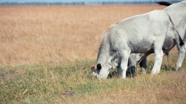 Grupo Vacas Touros Asiáticos Que Deslocam Campo Enorme Askania Nova — Vídeo de Stock