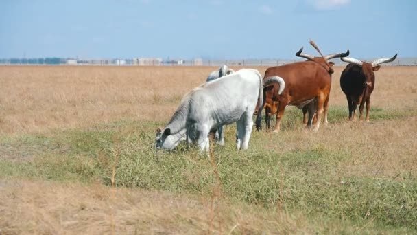 放牧草の白 茶色のアフリカ バイソン夏エキサイティングなビューのアスカニア Niva の巨大なフィールドで夏のアスカニア ノヴァ保全の無限の草原で食べ物を求めて長い角を持つアフリカのバイソンの群れ — ストック動画